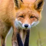 Hunting in Australia European fox