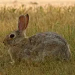 Hunting in Australia European Rabbit