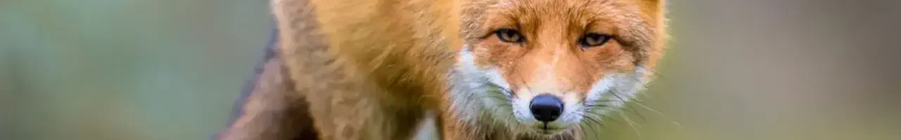 Fox Hunting a humane approach