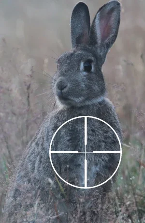 Rabbit Chest Shot Front